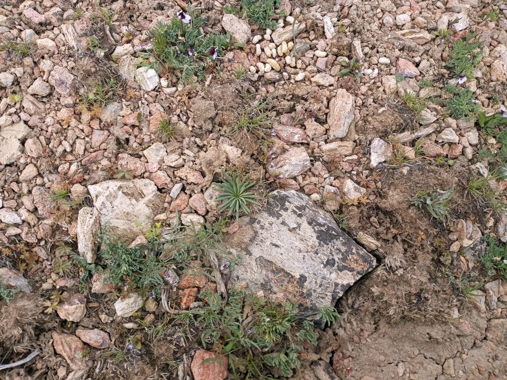 Photo 13: Bitterroot Garden (Lewisia spp)