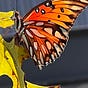Maat's avatar