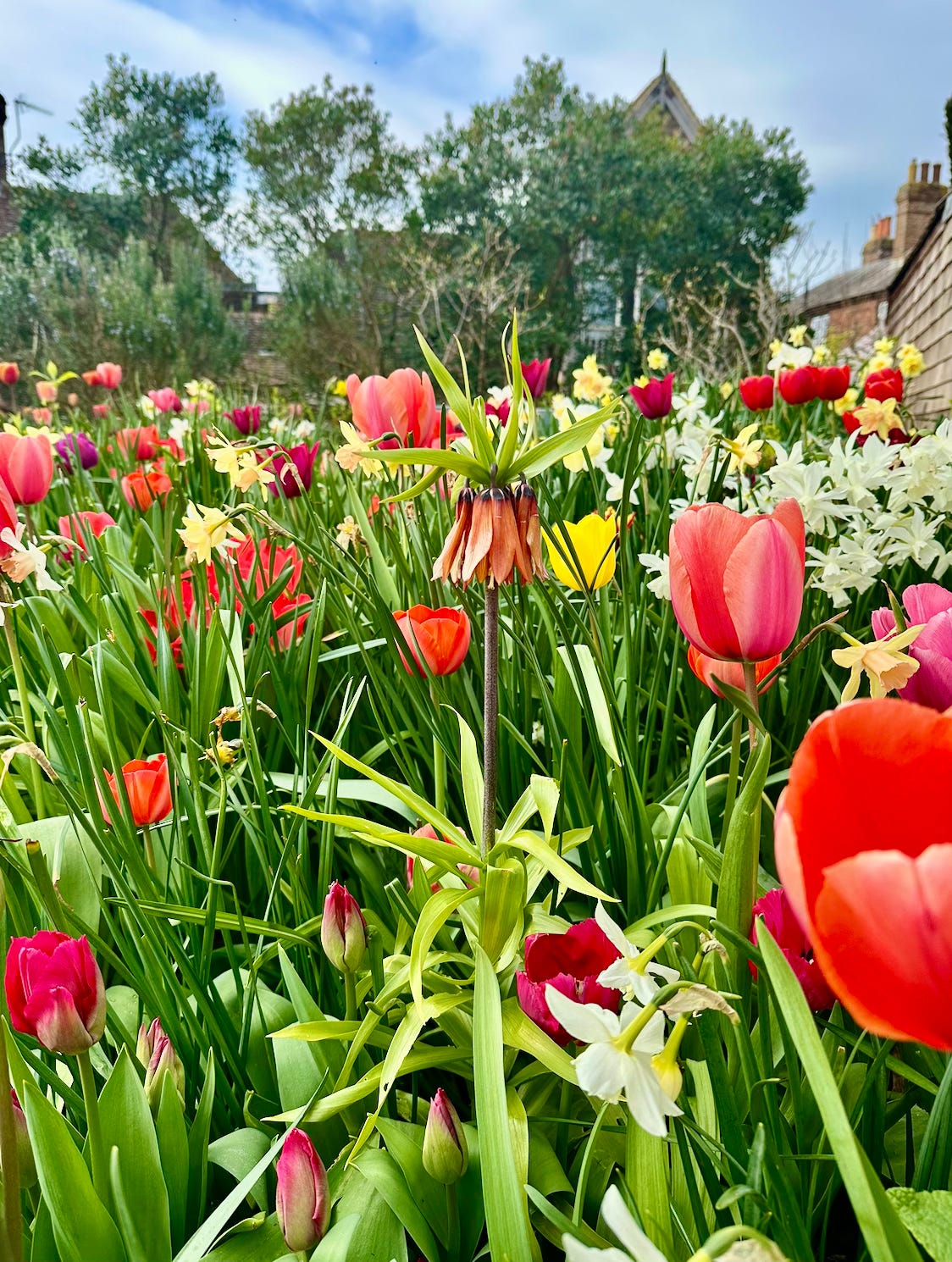 Vibrant spring garden with red and pink tulips, white daffodils, and crown imperial fritillaria flowers.