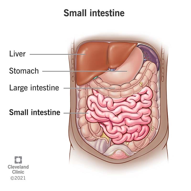 Small Intestine: Function, Parts, Length & Location Small Intestine: Function, Parts, Length & Location
