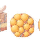 The Hormonal Web of Lipedema