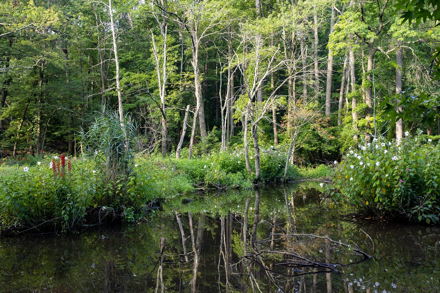a patch of calm water with lots of grssy-looking low plants plus white hibiscus flowers and red cardinal flowers on the left next to a tuft of reeds. there are lit trees in the back, some of which are lacking leaves a patch of calm water with lots of grssy-looking low plants plus white hibiscus flowers and red cardinal flowers on the left next to a tuft of reeds. there are lit trees in the back, some of which are lacking leaves