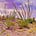 Native Plants, and Nature, of Otero County, New Mexico