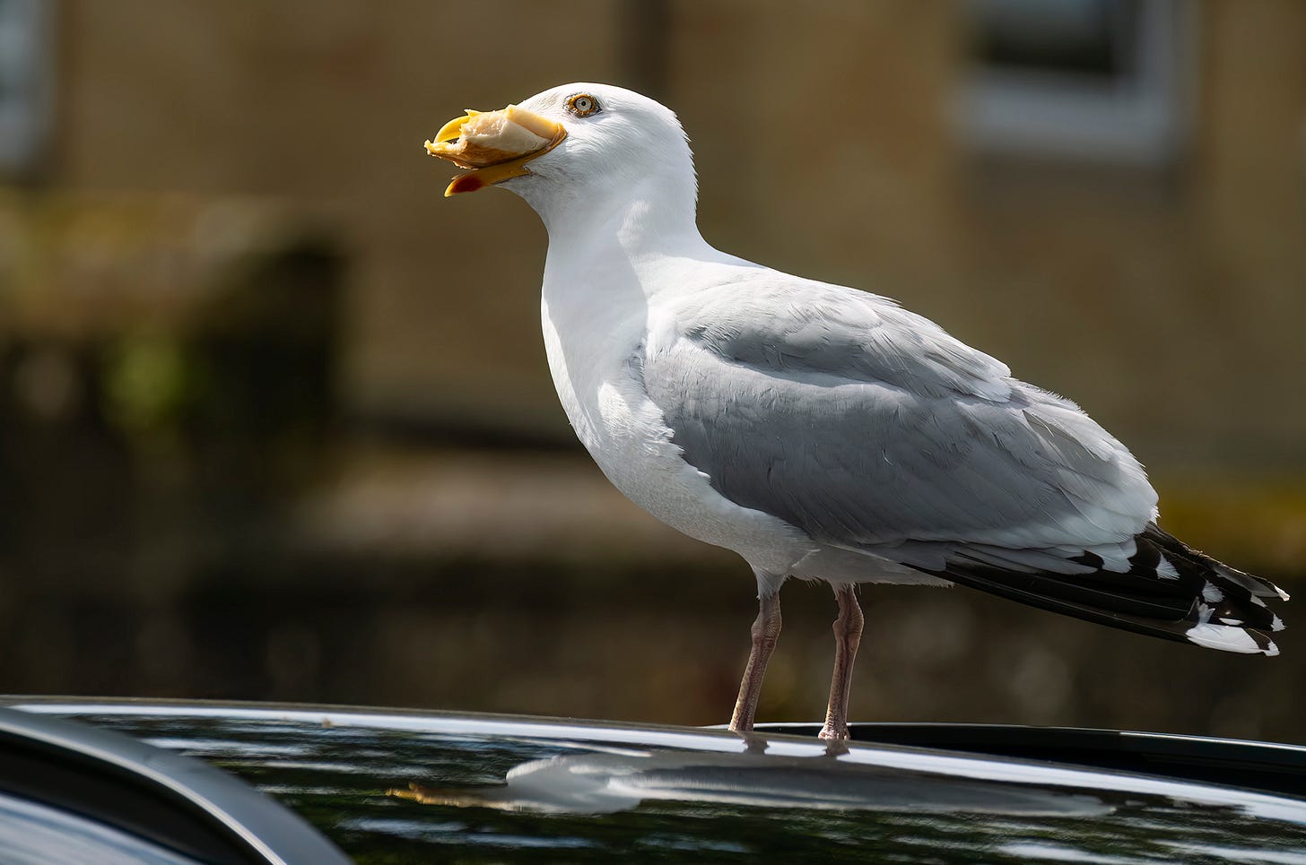 Photo of a herring gull standing on the roof of a car with a bit of baguette in its beak