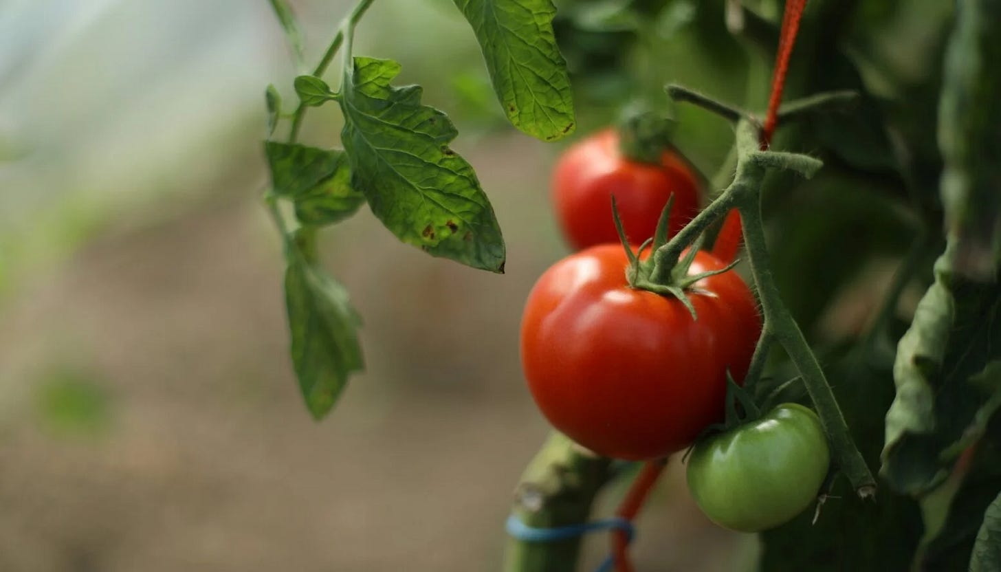 Tomato Cure