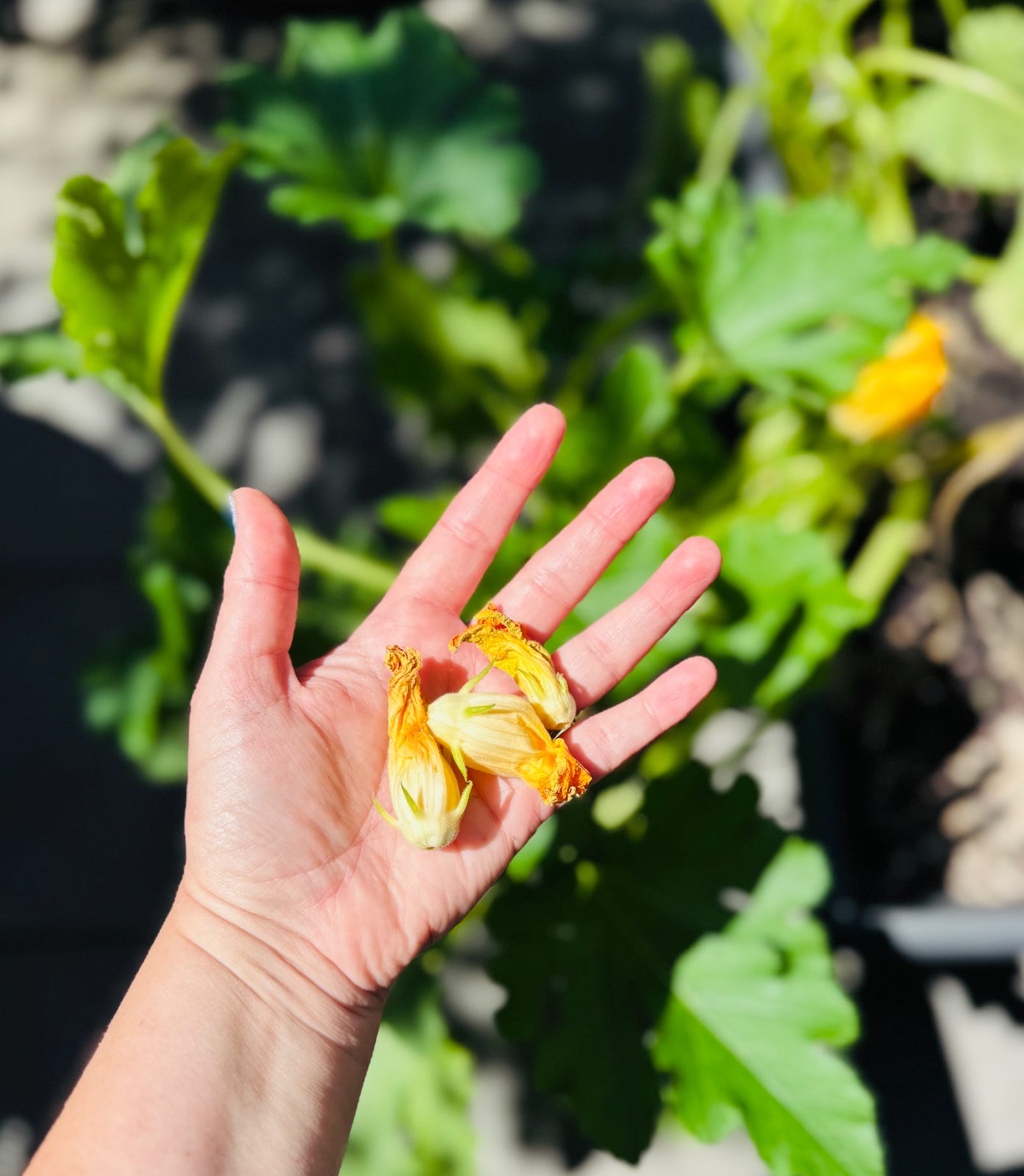 Amber's palm is open and she is holding three yellow zucchini flowers.