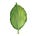 Sandra's Leaf