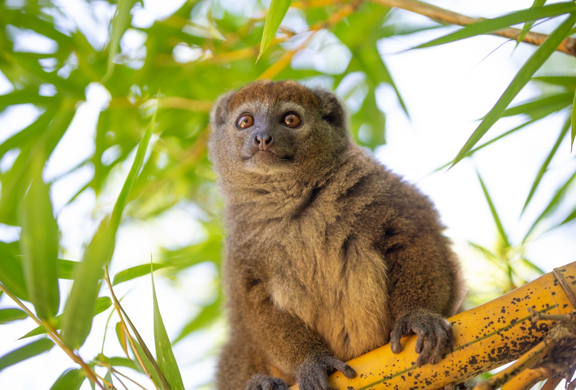 Lemurs & Monkeys Are Descending From Trees As The Environment Warms