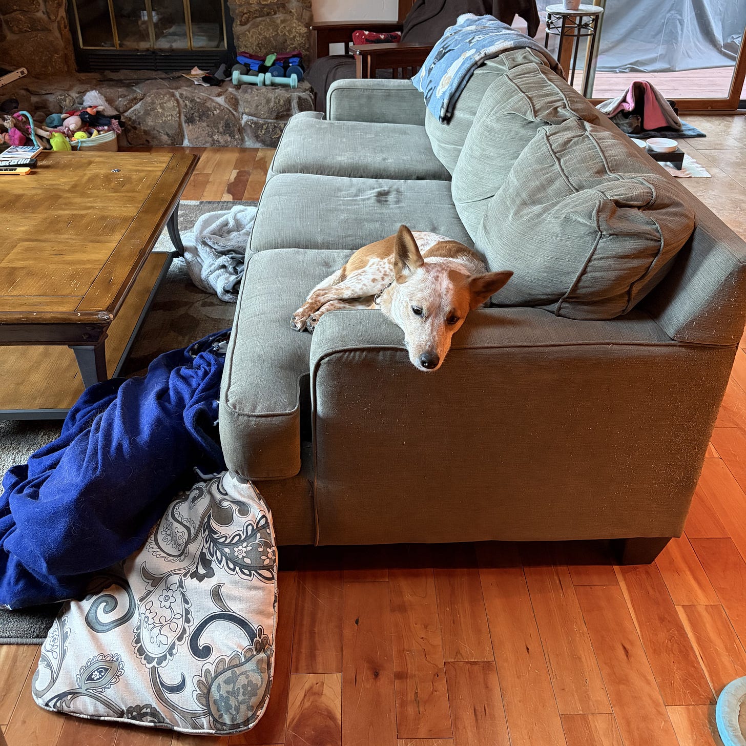 a red heeler dog laying on a couch after having pushed the blankets and pillows onto the floor