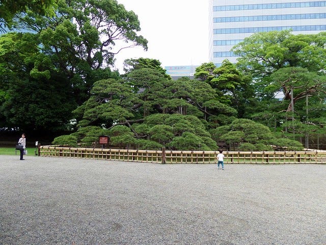 300 Year Old Pine Front View 300 Year Old Pine Front View