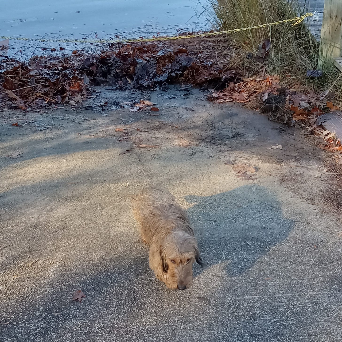 Long-haired Dachshund walking low to the ground on a sunlit paved path near a culvert, with leaves and brush behind her, appearing focused as she follows a scent.