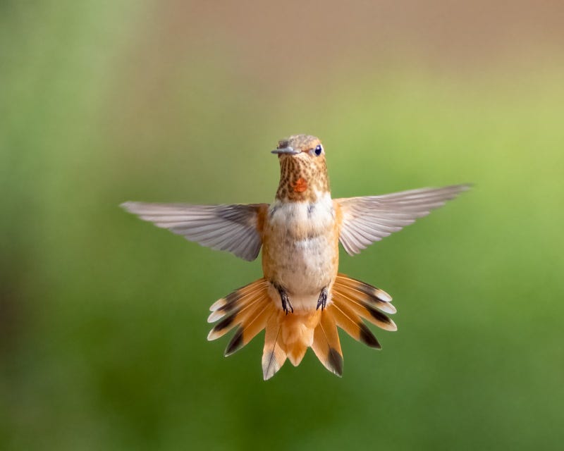 20250813-AshCanyon-246-Edit.jpg 20250813-AshCanyon-246-Edit.jpg