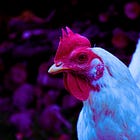 UK Lab Engineers Chimeric H7N7 Bird Flu Hybrids From High-Path Genes, Allowing Asymptomatic Spread of Lethal Virus: Journal 'Virology'