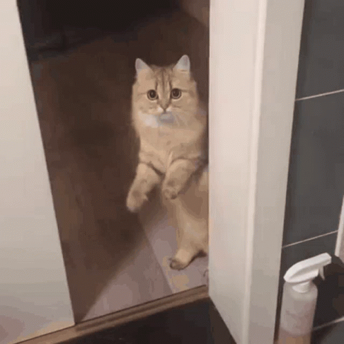 Cat Leaving Then Close Door GIF | GIFDB.com