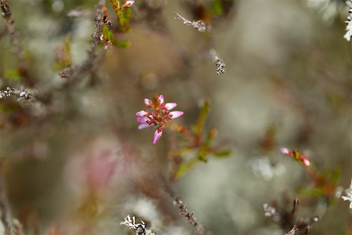 Older clumps of ling heather (Calluna vulgaris) are covered in grey green lichen but still carry occasional pink flowers 