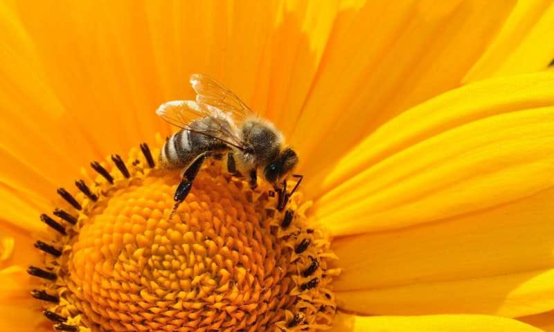 Image of honey bee on yellow flower. Image of honey bee on yellow flower.