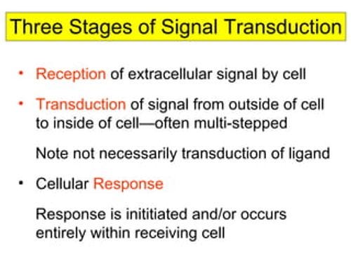 Three Stages of Signal Transduction Reception  of extracellular signal by cell Transduction  of signal from outside of cell to inside of cell—often multi-stepped Note not necessarily transduction of ligand  Cellular  Response Response is inititiated and/or occurs entirely within receiving cell