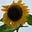 Cathy Slobodzian Kress's avatar
