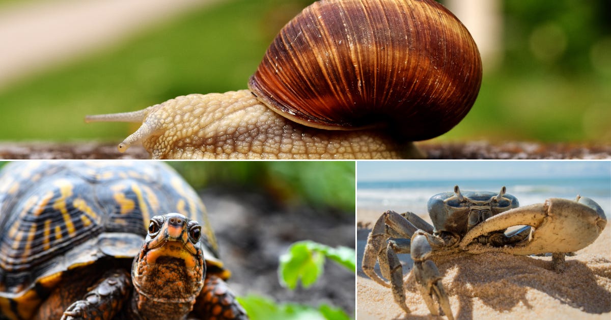 Photos of a snail, a turtle and a crab