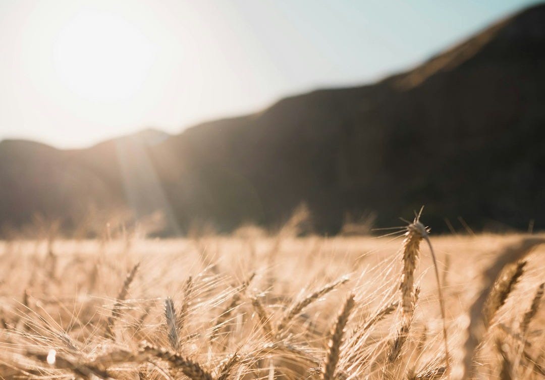 brown wheat field during daytime brown wheat field during daytime