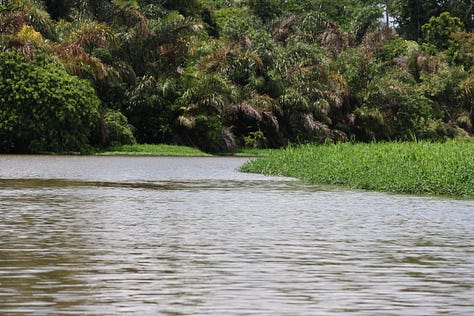 Top left shows a muddy brown river with an old tree branch on which a large brown heron stands. It's neck is striped orange and brown. Middle top - two long narrow boats lie resting on the muddy brown river bank. Tor right, a view from inside one of the boats showing seats lined in two columns down the middle of the boat. Each seat has an orange life jacket slung over the seat back. There are no windows. Middle left, an emerald green lizard with a long tail and horned ridges running over the top of its head and down its spine rests on a branch. Middle image shows a brown caiman slipping into the murky brown water off a muddy riverbank. Middle right shows two monkeys in the jungle canopy - one of them is reaching out its arm to the other. The monkeys are light brown on the top half and dark brown on the bottom. Bottom left - a view from a boat across a wide stretch of water to low buildings and an old tree still standing. Middle bottom, a river between an open area of reed on the right and on the left, the deep thick jungle vegetation. Bottom right, spray from a boat rises in front of the camera and behind the spray is a wide expanse of water across from a jungle scene with thick green vegetation.