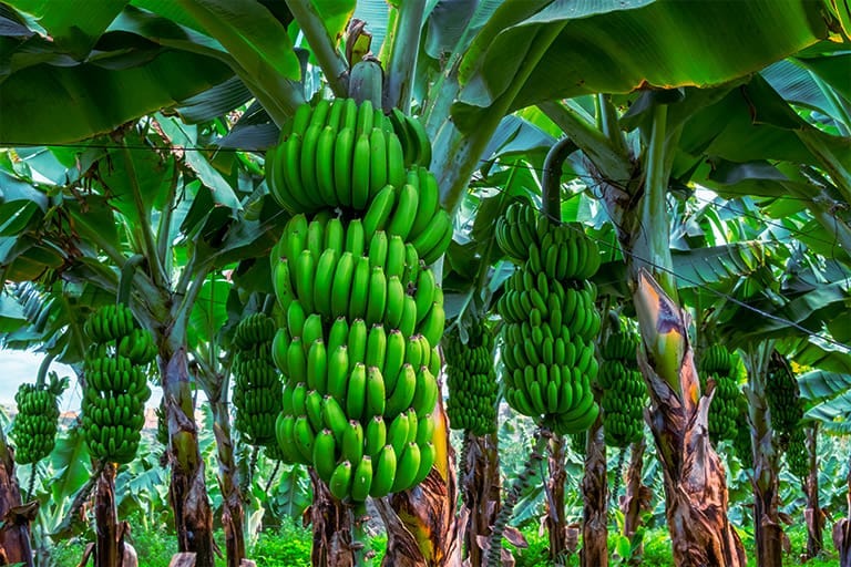 bananas