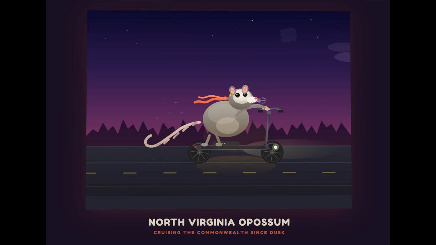 NORTH VIRGINIA OPOSSUM
CRUISING THE COMMONWEALTH SINCE DUSK
And a really cool illustration of a possum. NORTH VIRGINIA OPOSSUM
CRUISING THE COMMONWEALTH SINCE DUSK
And a really cool illustration of a possum.