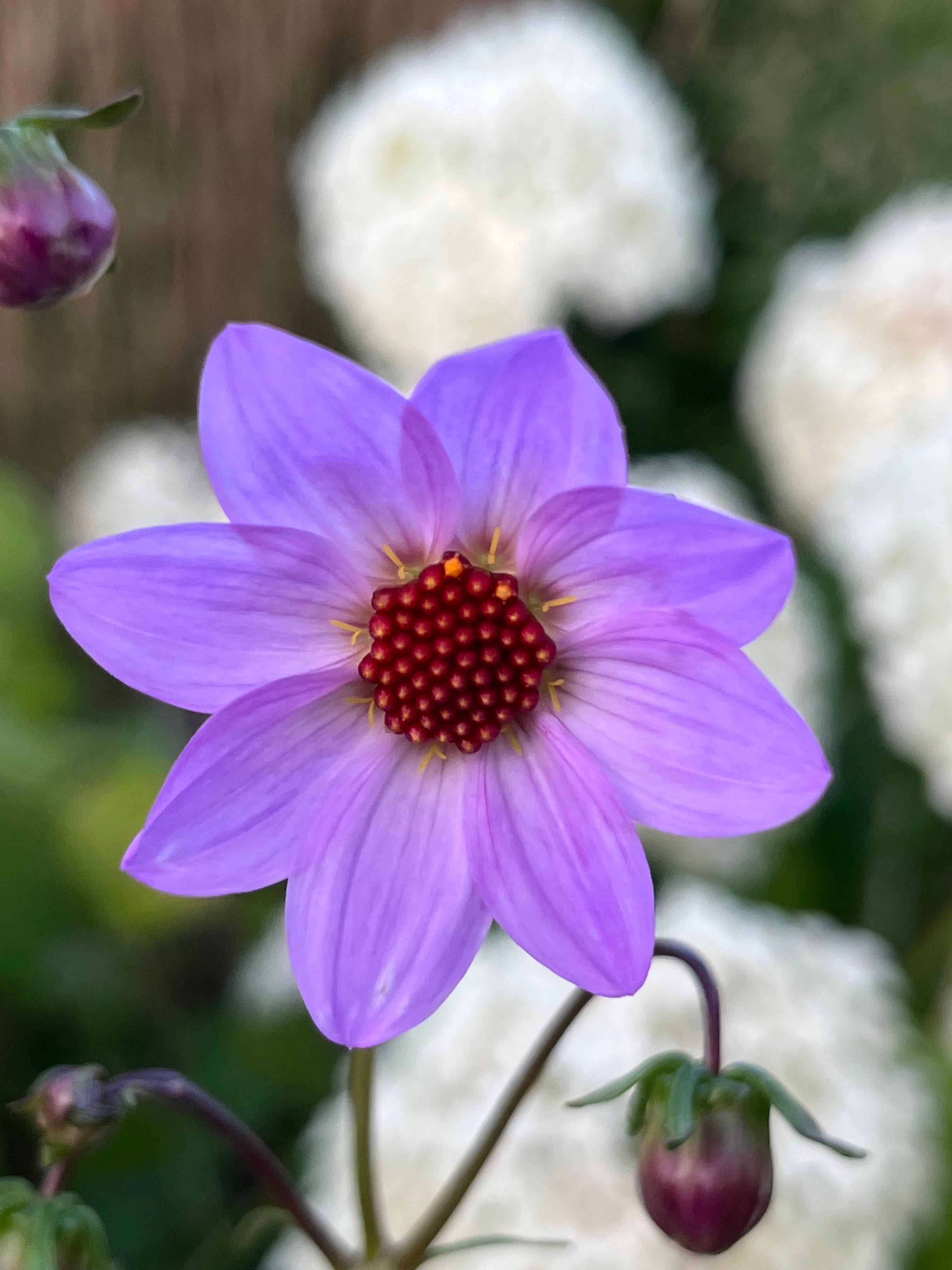 Planting dahlias and summer bulbs - by Clare Foster