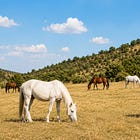 Caballos para ayudar a prevenir incendios en Colmenarejo
