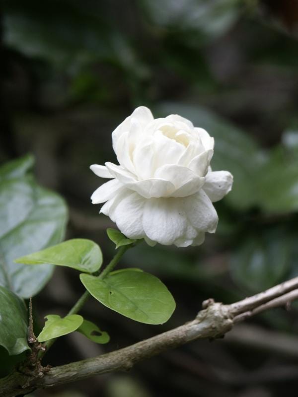 an unusual red flower with large green leaves, a little white jasmine with little green leaves