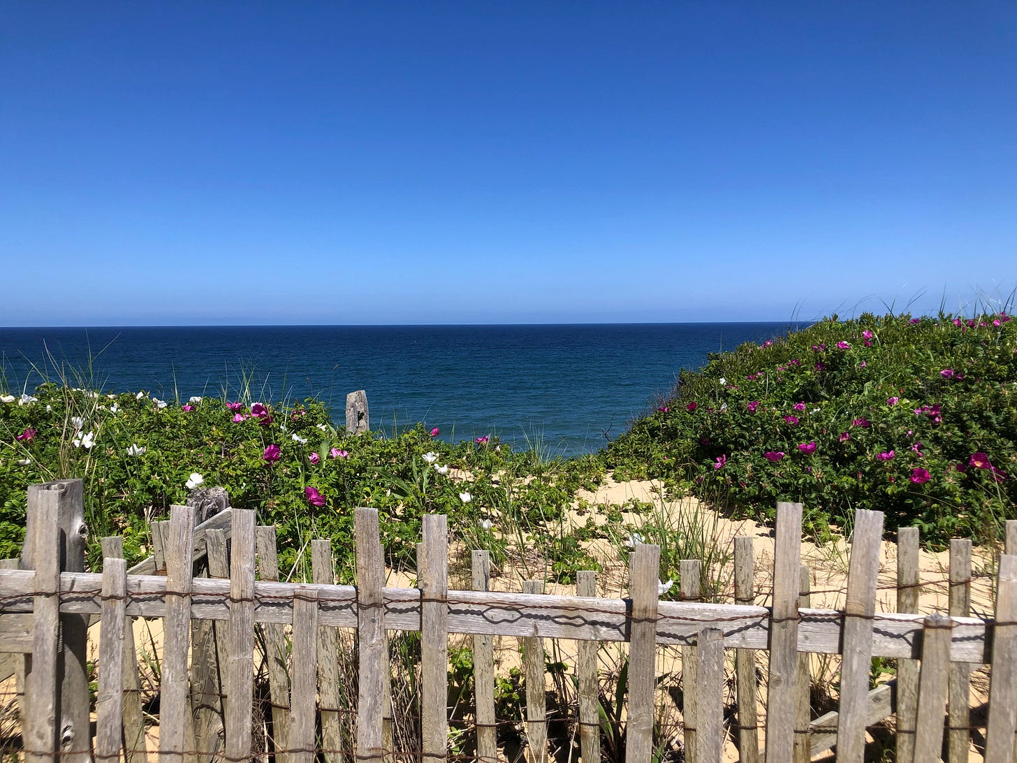 bright blue sky with line of deep blue ocean in the background, wild roses, sand, and a wooden fence in the foreground