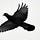 Songs of a Black Dove
