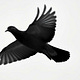 Songs of a Black Dove