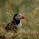 Puffin fledglings strand on beaches because of artificial light