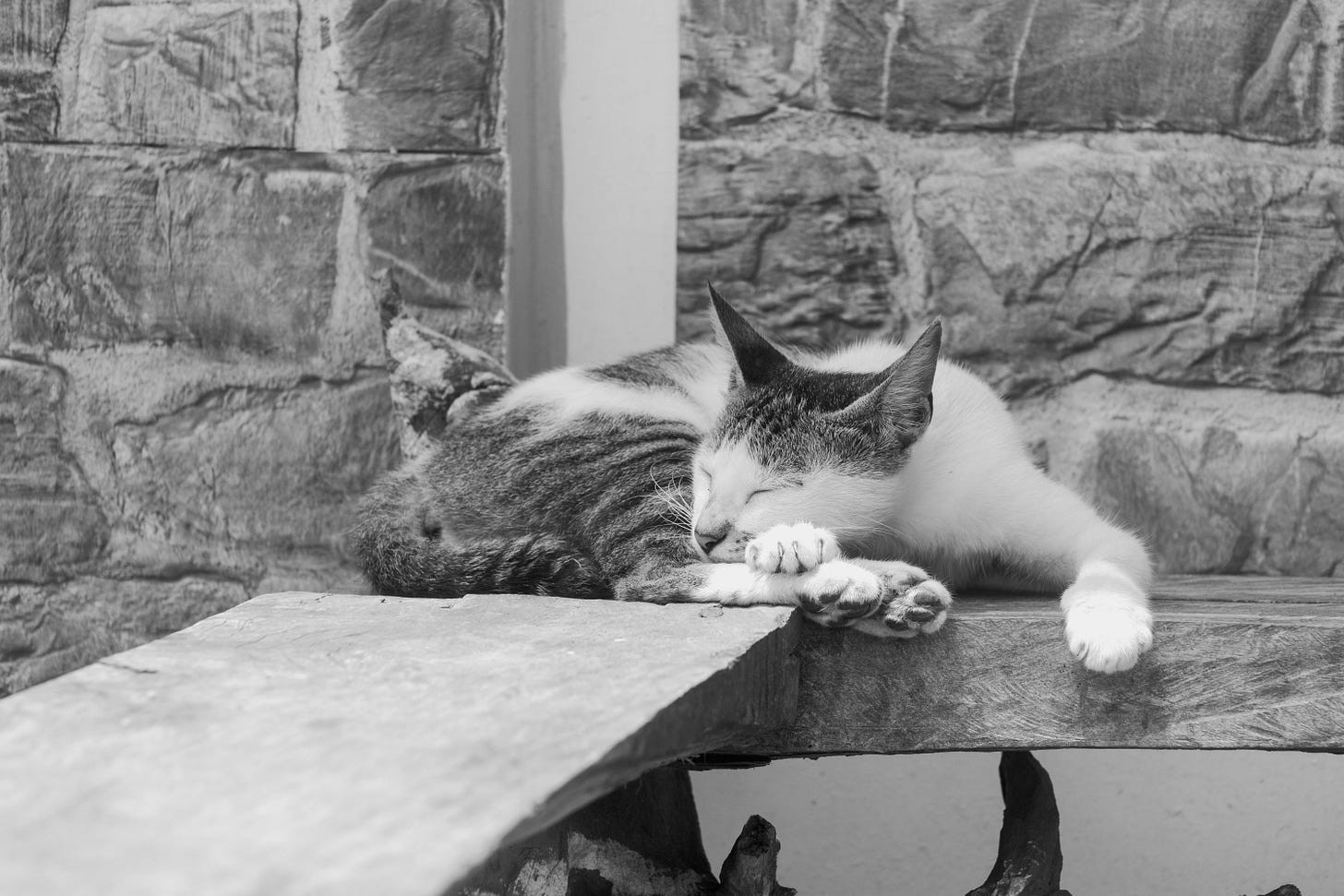 Black-and-white cat sleeps curled on a wooden bench, one paw over its face, against a rough stone wall. Black-and-white cat sleeps curled on a wooden bench, one paw over its face, against a rough stone wall.