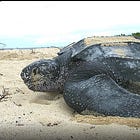 オサガメがおかしすぎる件