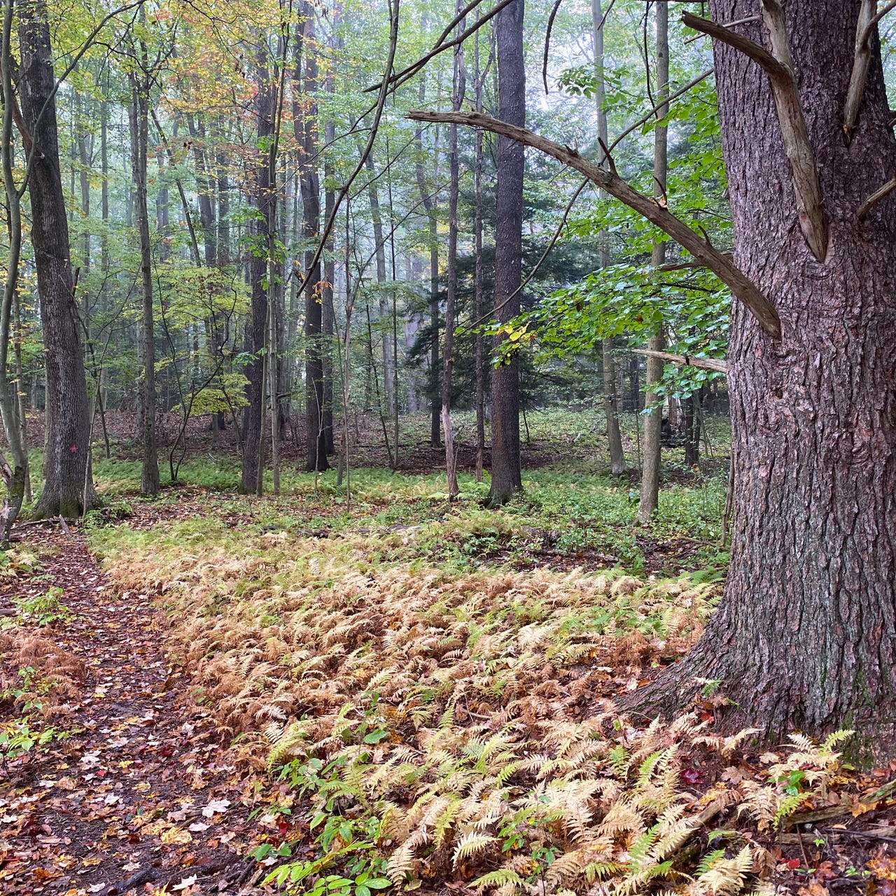 Of Forests and Ferns
