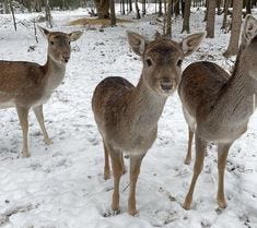 Ceci contient une image de : Ceci contient une image de :