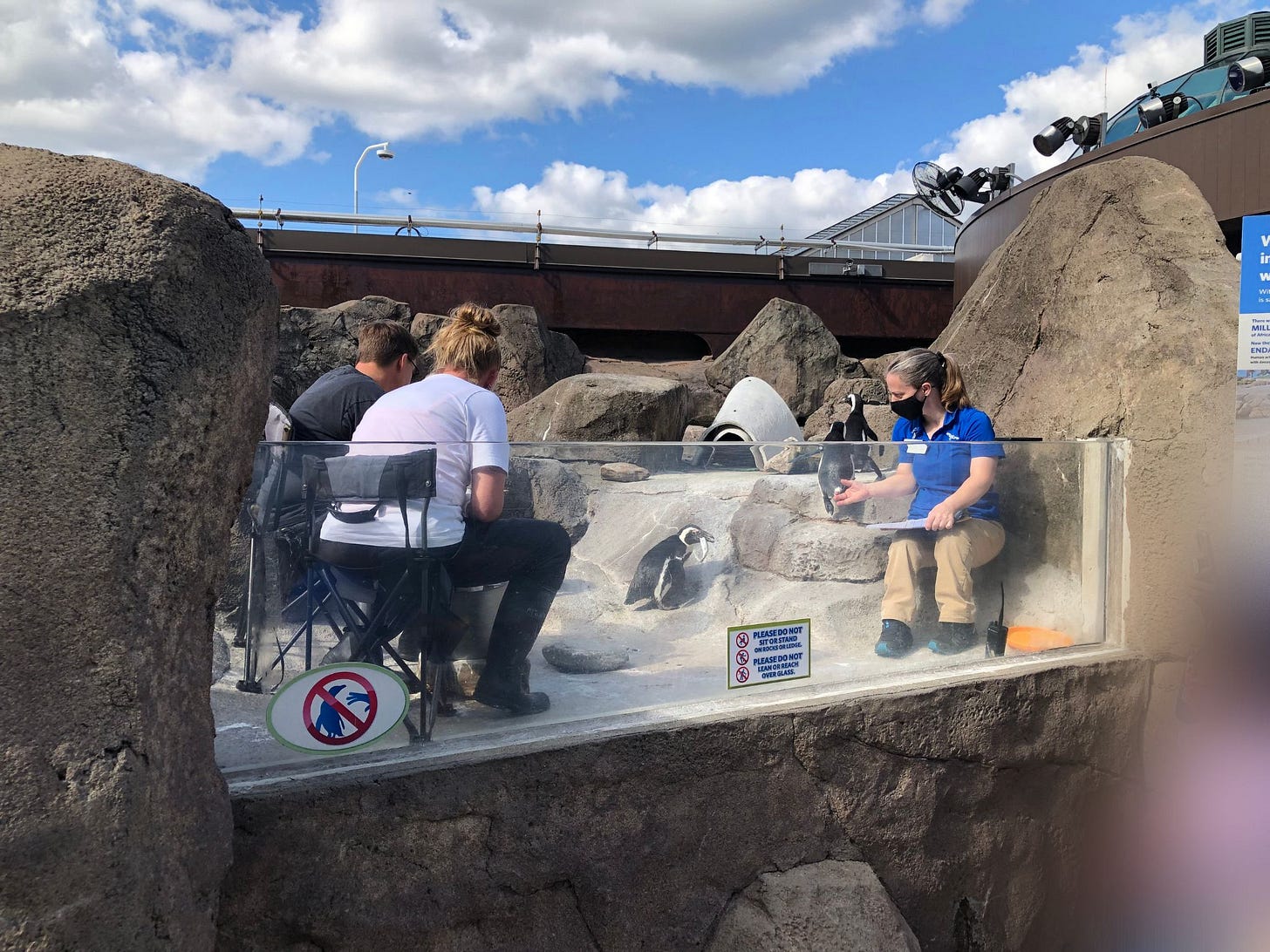 penguin feeding at the national aviary
