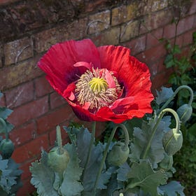 Poppyland