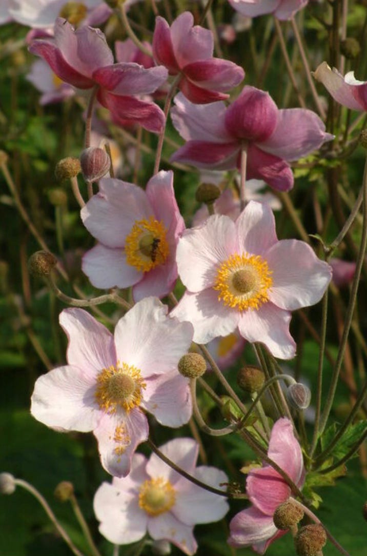 Plant Portrait: Japanese anemones in the autumn garden