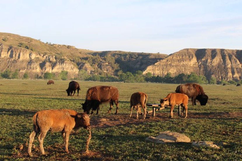 Bison cows and calves, Theodore Roosevelt National Park