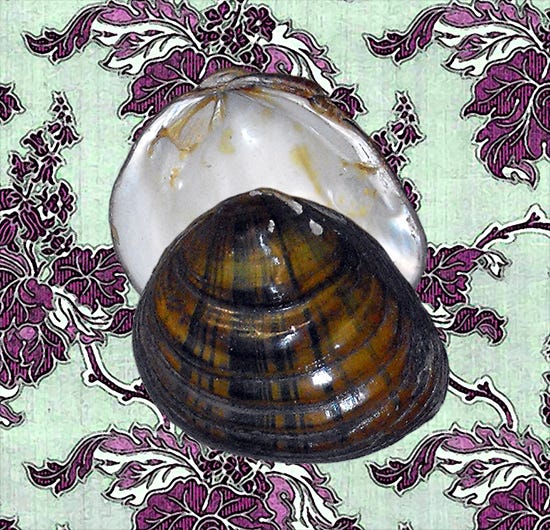 Pic of Schistodesmus xinyuensis