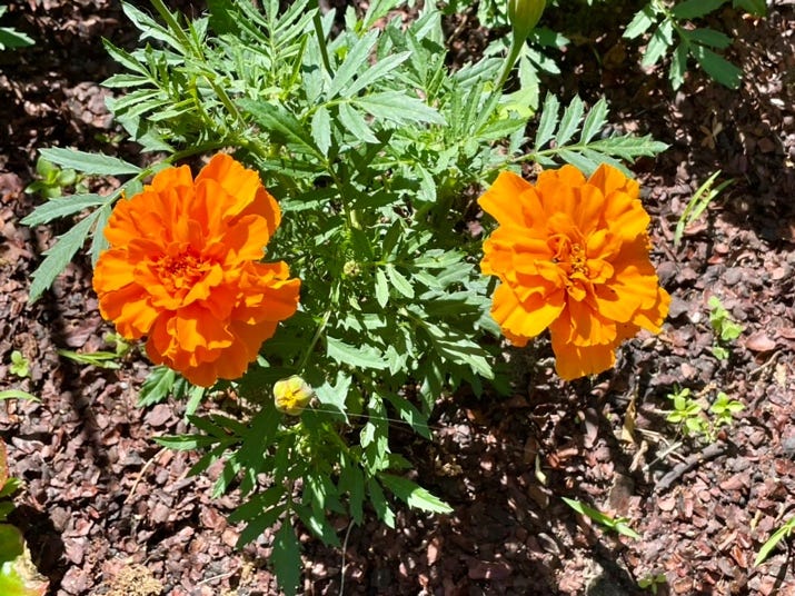 A close up of a flower

Description automatically generated