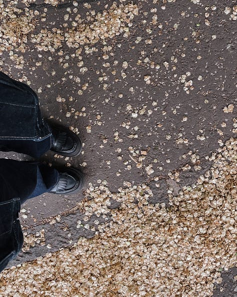 Gallery (3 images) - Image 1: Top-down view of my dark outfit and shoes, surrounded by faded yellow cherry blossom petals. Image 2: Hill in Holyrood Park, captured from a distance. Image 3: Close-up of the same hill, showing textured rock and greenery.