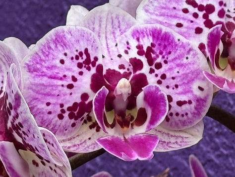 closeups of Orchids