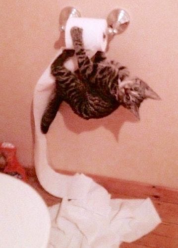 Cat Tearing Up Toilet Paper