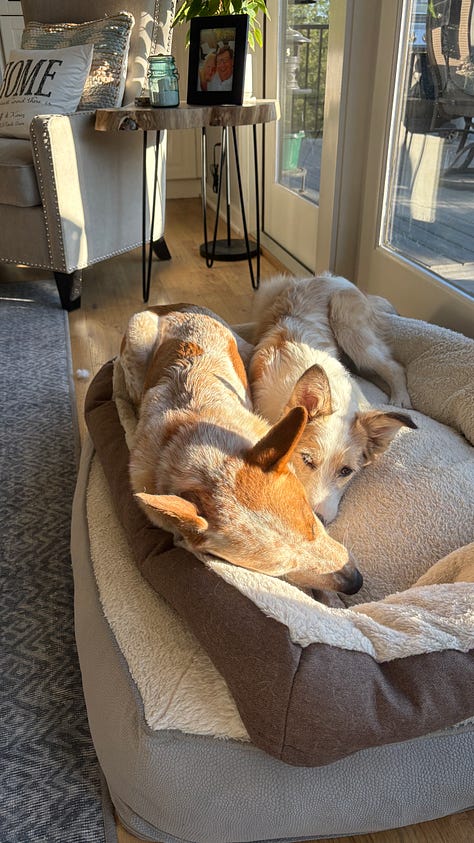 two dog friends sharing a bed and a toy