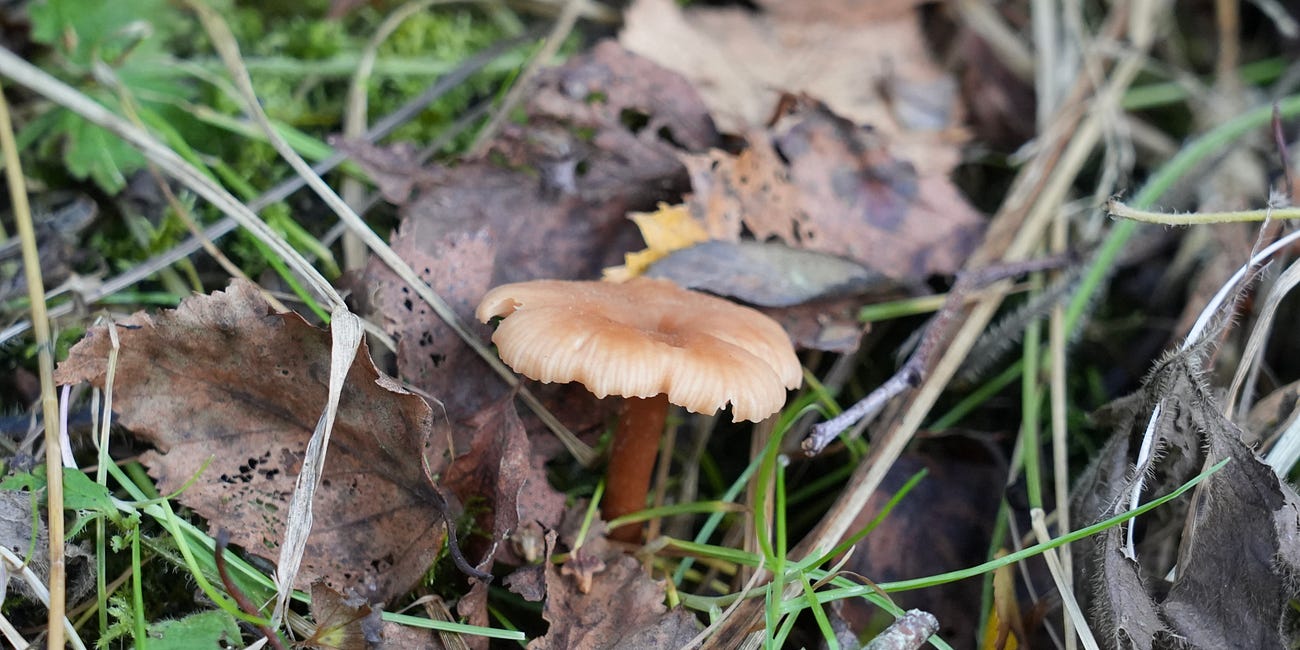 Fungi finds, field maple, hawkmoth caterpillar 