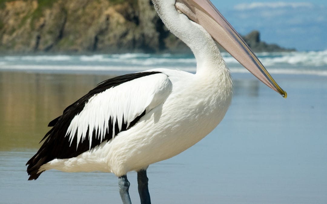 Bird Flu Is Tearing Through Australia’s Wildlife